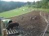 Ferkel und ihre Eltern (Wollschweine) haben die Fläche umgegraben 2006