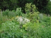 Kräuter im Gemeinschaftsgarten in Börlas